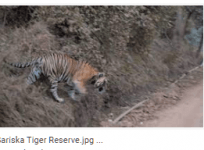 Sariska Tiger Reserve