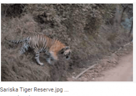 Sariska Tiger Reserve