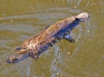 platypus