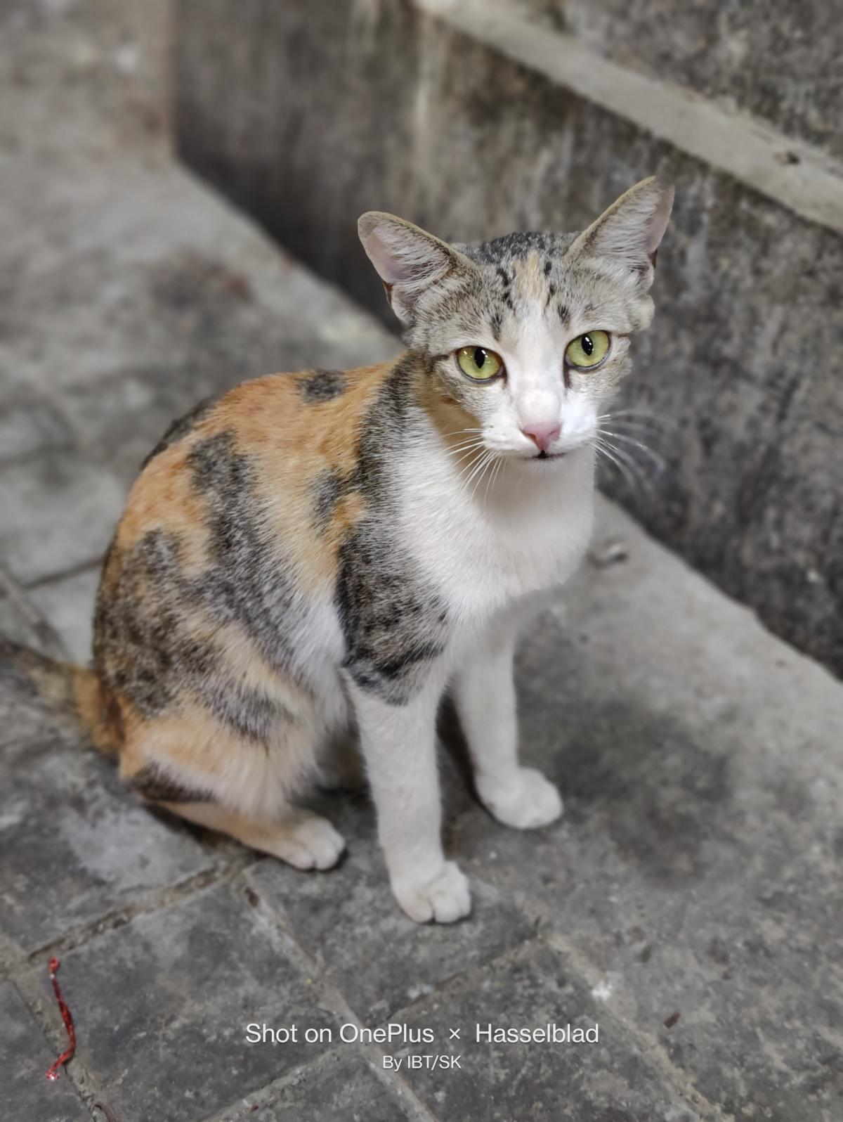 Shot on OnePlus 10 Pro