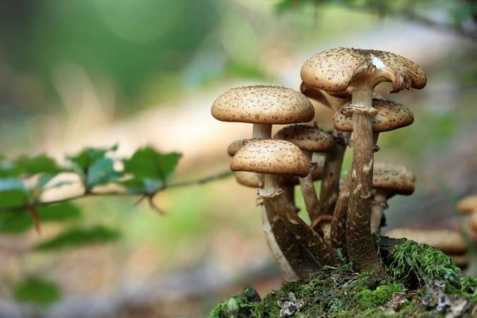 Mushroom. Mushroom.