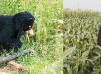 Telangana farmer's innovative trick to protect crops