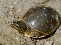 turtles