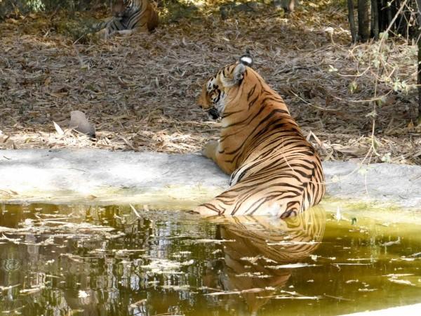 Tiger Tiger