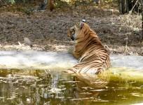 A tiger takes a rest laying in a pond on a hot summer day at its enclosure, at Maharaj Bagh Zoo