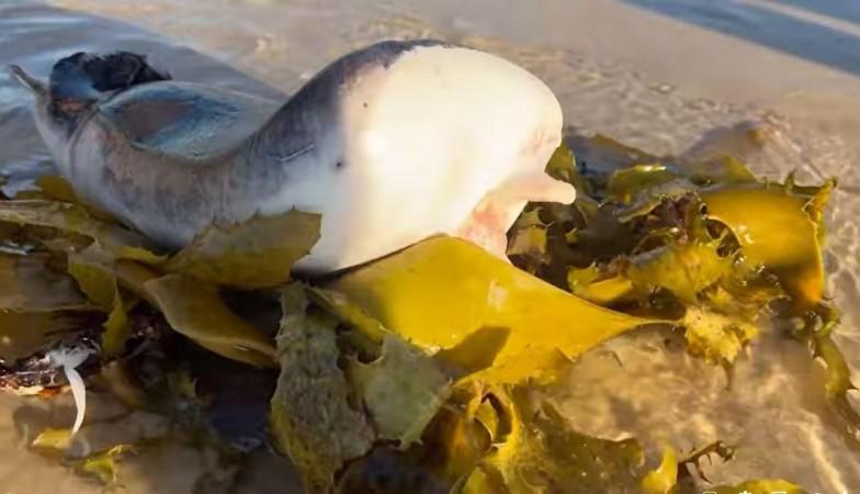 Sea creature