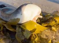 Sea creature