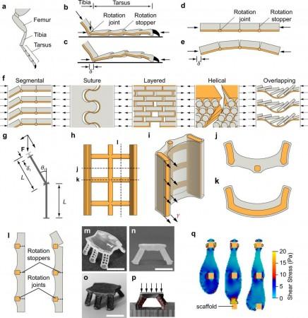 New discovery in animal exoskeletons leads to advances in designing construction materials