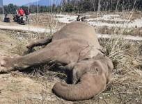 Electrocution of wild elephant: TN forest department arrest banana farm owner