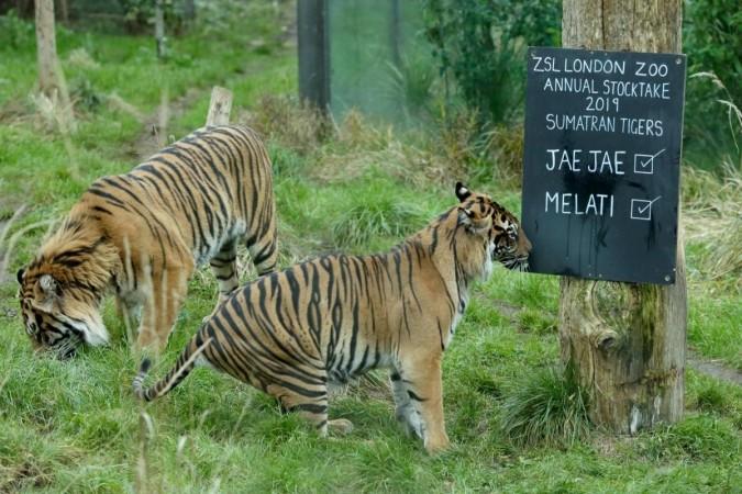 File Photo: LONDON, Jan. 3, 2019 (Xinhua) -- Sumatran tigers Jae Jae and Melati are seen during a photocall at ZSL London Zoo in London, Britain, on Jan. 3, 2019. Caring for over 600 different species, ZSL London Zoo's keepers faced the challenging task of counting every animal here during the annual stocktake on Thursday. (Xinhua/Tim Ireland/IANS) Tigers