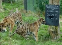 Tigers