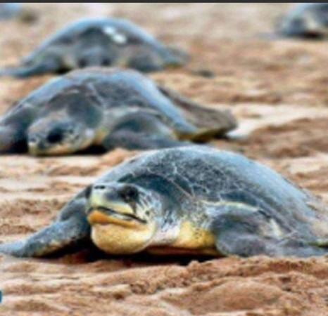 Olive Ridley turtles