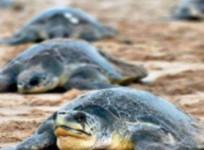 Olive Ridley turtles