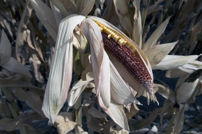 Drought caused this Iowa corn crop to fail in 2012. As the changing climate increases the frequency of extreme events, the risk will double that corn harvests will fail in at least three of the world's five major breadbasket regions in the same year. Drought caused this Iowa corn crop to fail in 2012. As the changing climate increases the frequency of extreme events, the risk will double that corn harvests will fail in at least three of the world's five major breadbasket regions in the same year. Cre