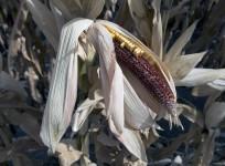 Drought caused this Iowa corn crop to fail in 2012. As the changing climate increases the frequency of extreme events, the risk will double that corn harvests will fail in at least three of the world's five major breadbasket regions in the same year. Cre