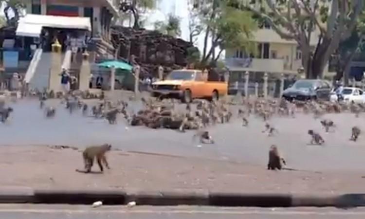 Monkey menace