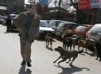 39 people injured in stray dog attack in Srinagar