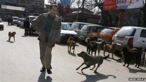 39 people injured in stray dog attack in Srinagar