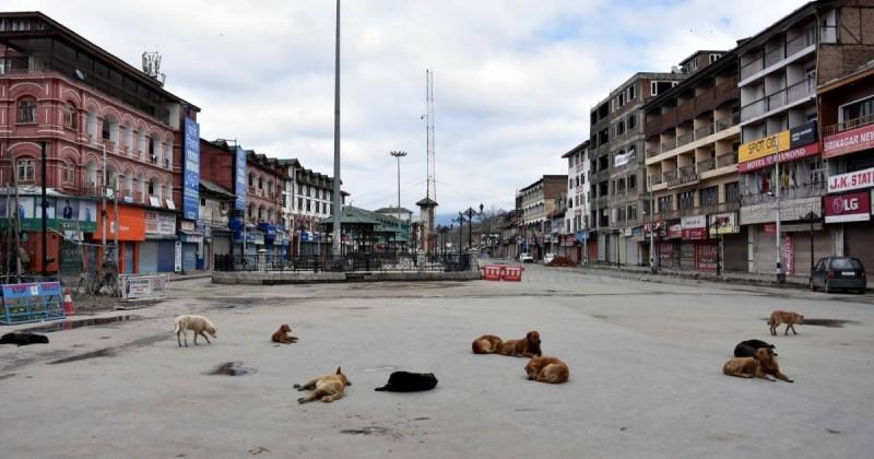 A 79-year-old woman was mauled to death by stray dogs. - IBTimes India