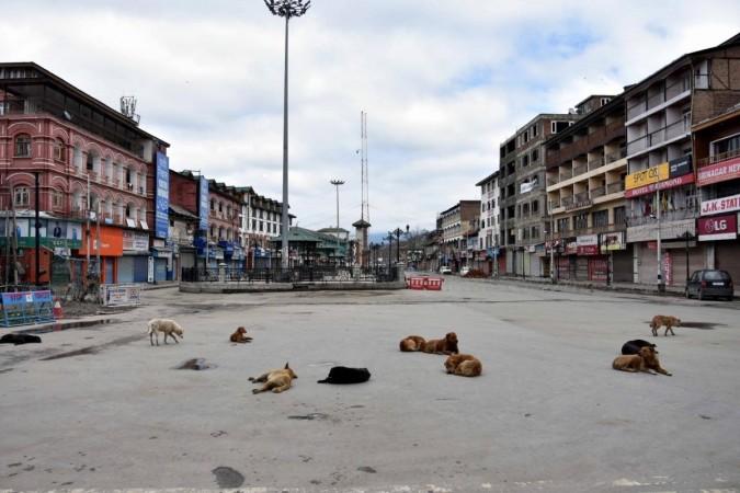 Stray Dogs Stray Dogs