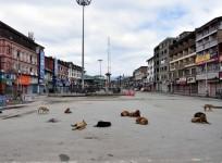 Stray Dogs