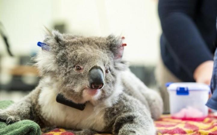 Photo taken on Dec. 6, 2020 shows a female Koala in health check in Melbourne, Australia. Photo taken on Dec. 6, 2020 shows a female Koala in health check in Melbourne, Australia.