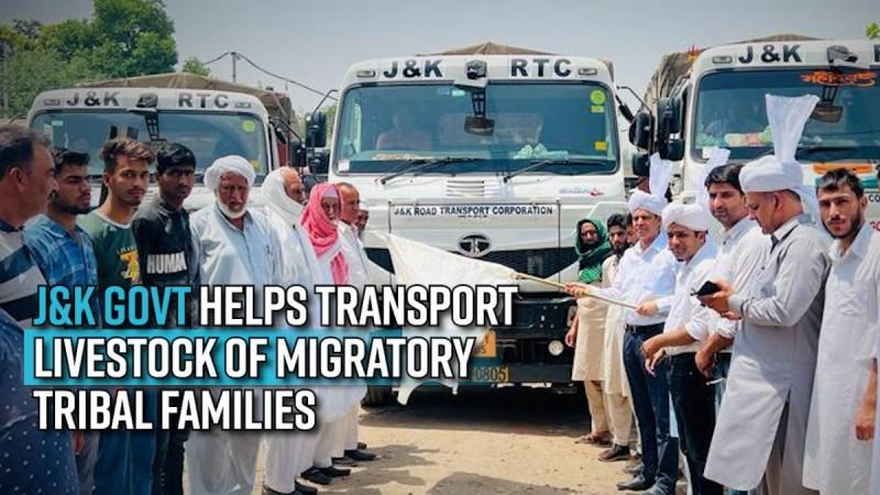 J&K govt helps transport livestock of migratory tribal families; much-needed support to nomads hailed
