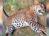 Leopard's carcass found in Anamalai Tiger Reserve of TN
