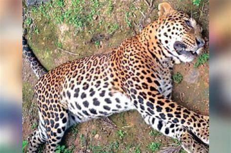 Leopard's carcass found in Annamalai Tiger Reserve of TN - IBTimes India