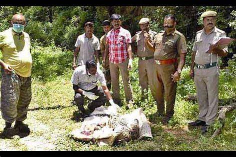 Leopard's carcass found in Anamalai Tiger Reserve of TN