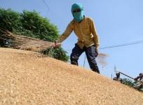 Amritsar:Labourers work on the newly arrived wheat grain at a wholesale grain market in Amritsar, Saturday, April 16, 2022. The planting of the wheat crop begins around the month of October every year and runs through the end of December.(Photo:Pawan shar