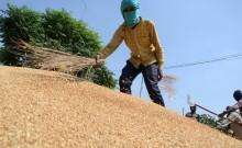 Amritsar:Labourers work on the newly arrived wheat grain at a wholesale grain market in Amritsar, Saturday, April 16, 2022. The planting of the wheat crop begins around the month of October every year and runs through the end of December.(Photo:Pawan shar
