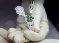 Scientists make history by growing plants in lunar soil.