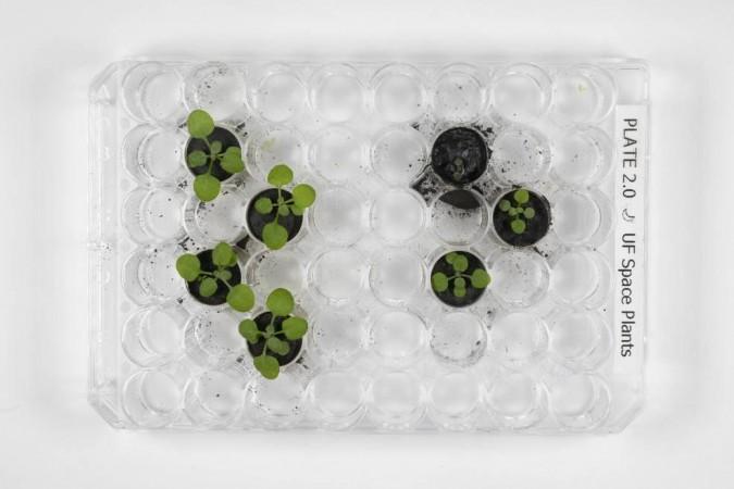 Scientists make history by growing plants in lunar soil. Scientists make history by growing plants in lunar soil.