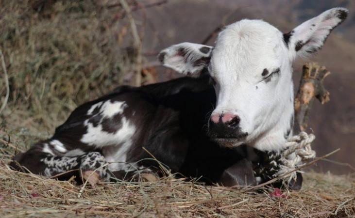 Calf