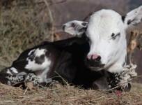 Calf