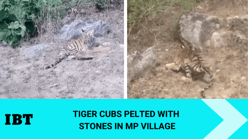 Tiger cubs attacked