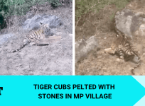 Tiger cubs attacked