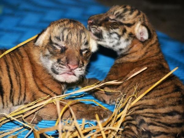 Two cubs of Royal Bengal tigers born in Assam state zoo. Two cubs of Royal Bengal tigers born in Assam state zoo.
