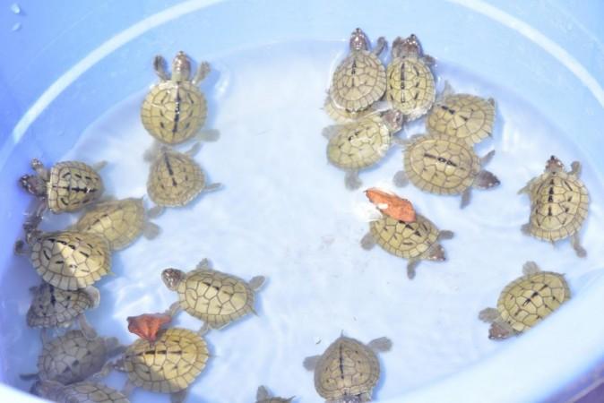 World Turtle Day Hundreds Of Red Crowned Roofed Turtle And Three Striped Roofed Turtle Released 