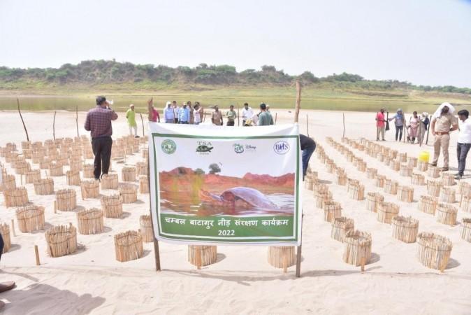 World Turtle Day.(Photo:TSA) World Turtle Day.(Photo:TSA)
