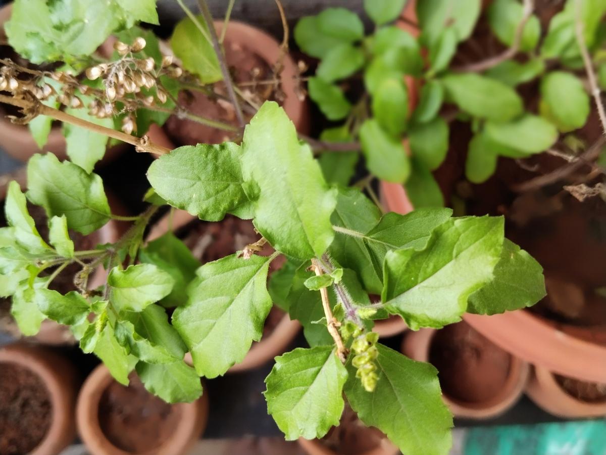 Vivo T1 5G camera sample for portrait Vivo T1 5G camera sample