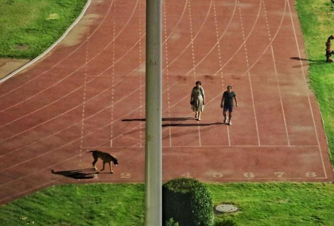 dog walk
