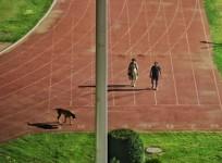 dog walk
