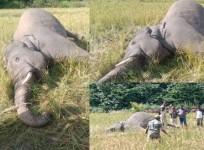 Elephant shot dead