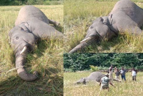 Elephant shot dead