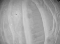 NASA's Ingenuity Mars helicopter captures record-breaking flight video.