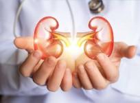 Kidney