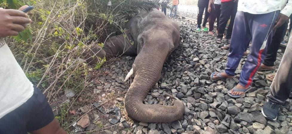 Elephant dies after being hit by goods train. Elephant dies after being hit by goods train
