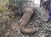 Elephant dies after being hit by goods train